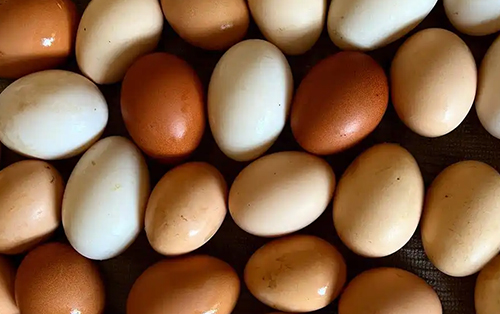 标准种鸭场种蛋的熏蒸消毒作业指导书